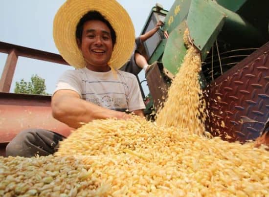 Fazendeiro de trigo na China